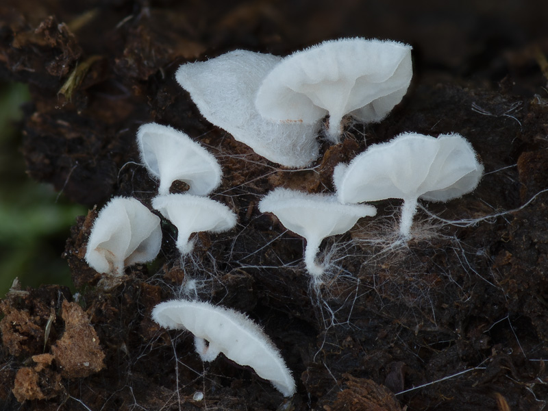 Entoloma jahnii